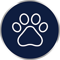 Mykózou v oblasti trupu sa môžete nakaziť pri kontakte s infikovanými zvieratami, ako sú psy, mačky, kone alebo kravy.